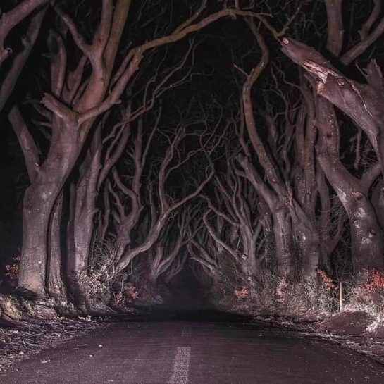 The-Dark-Forest-Northern-Ireland