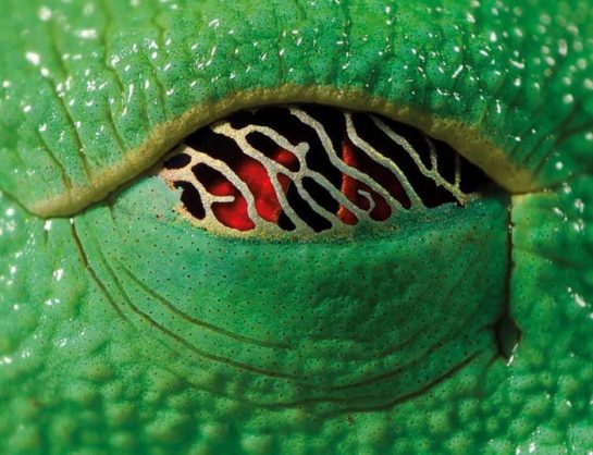 The eye of a red-eyed tree frog