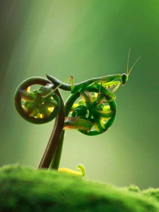 Look like a motobike