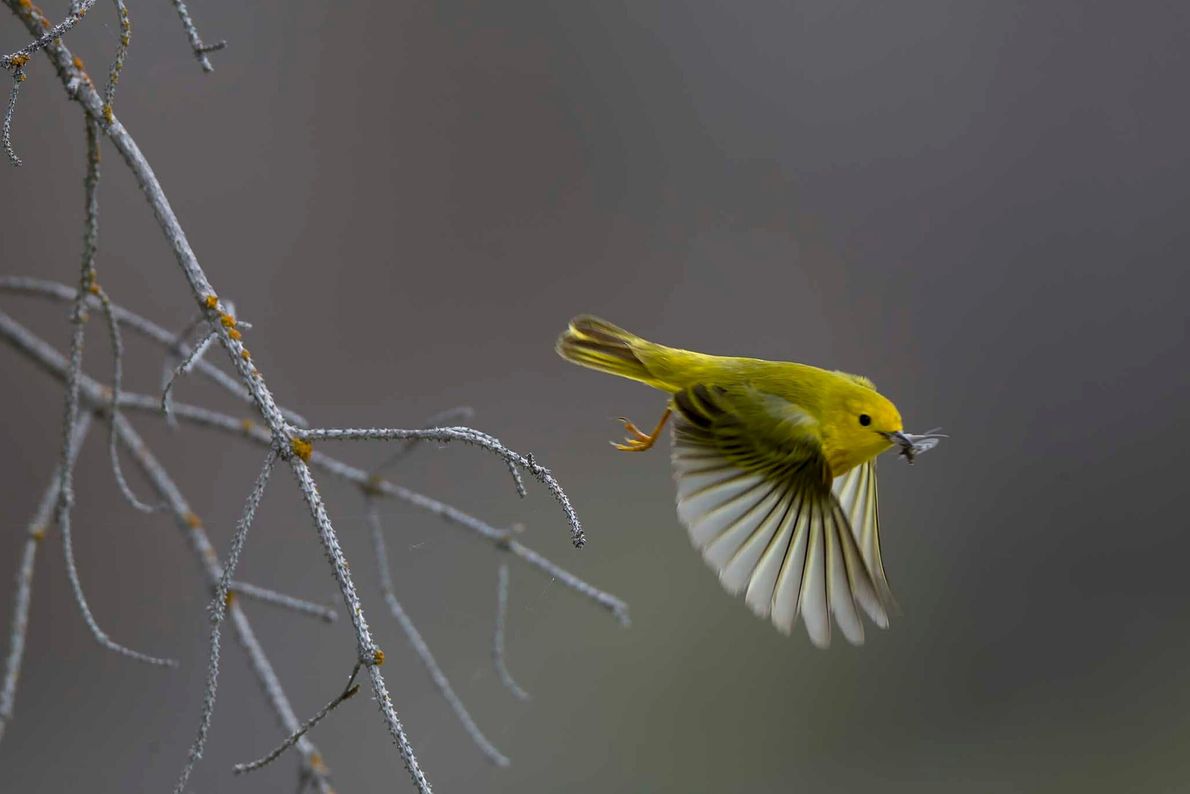 Wood warbler feed on mosquitoes