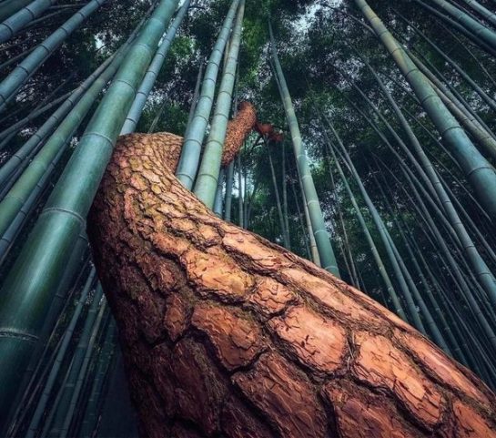 A lone pine tree sneaking through a bamboo forest in Gochang, South Korea