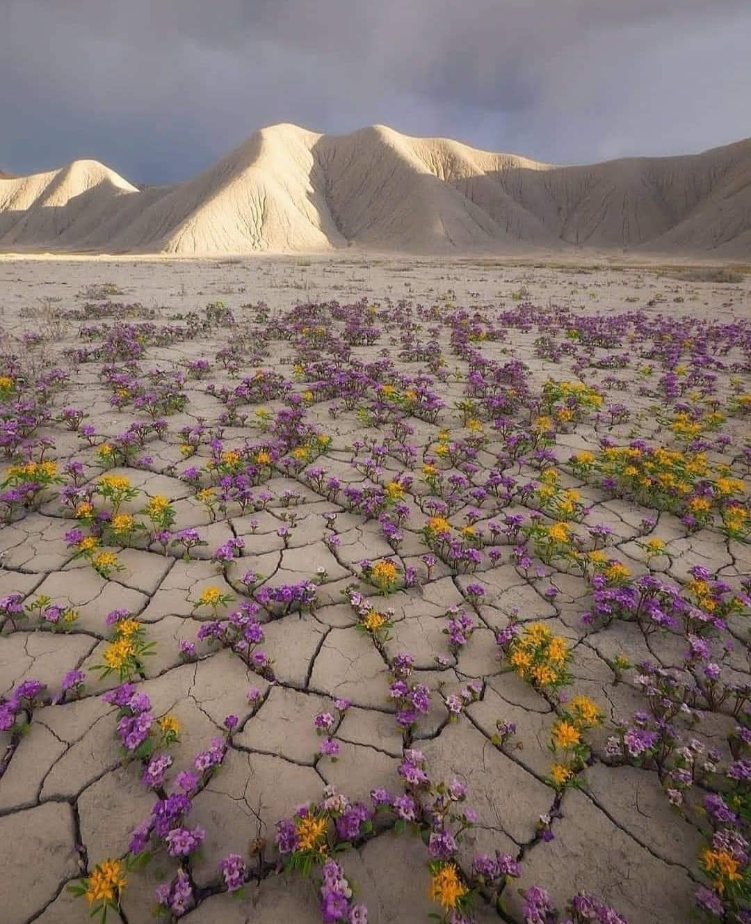 Atacama Desert