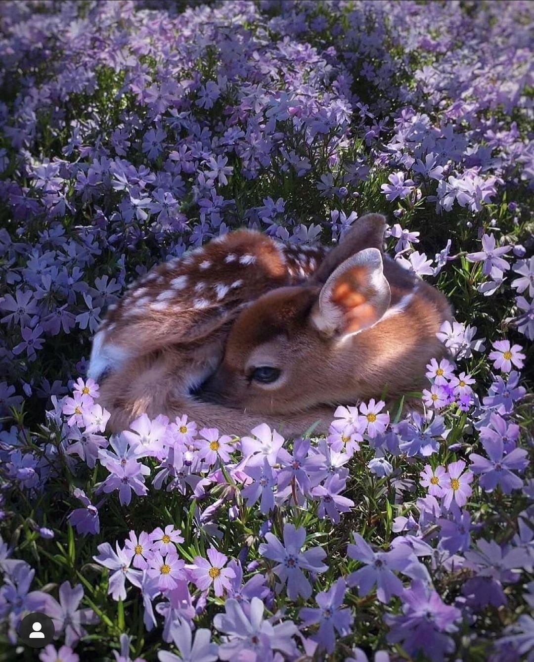 Beautiful gazelle