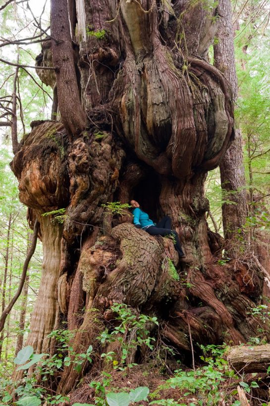 Canada's largest tree