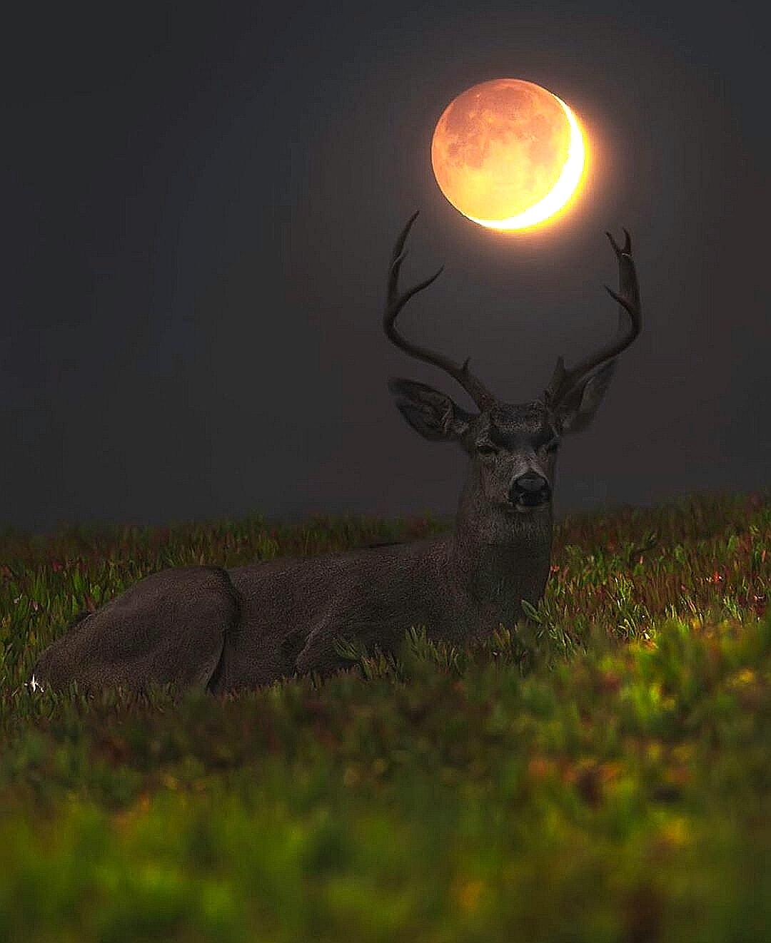 Deer of Moon