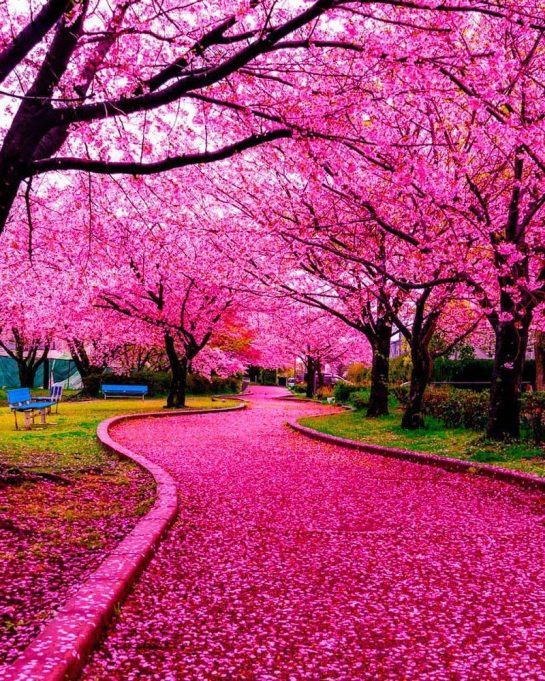 Kyoto ,Japan
