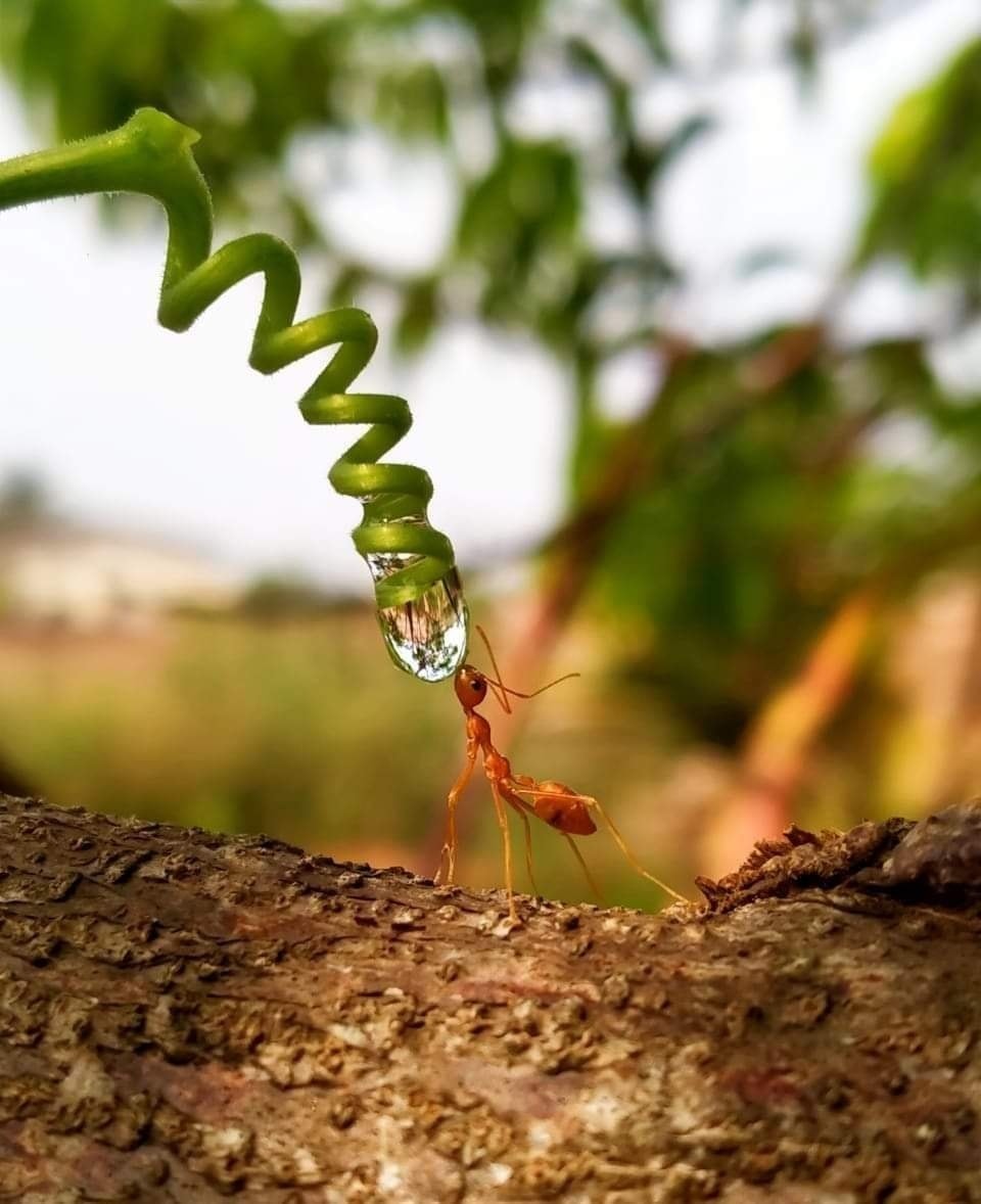 ant drinking water