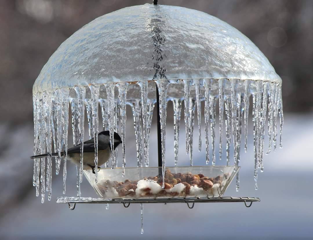 Someone captured a little bird under an 'ice umbrella'