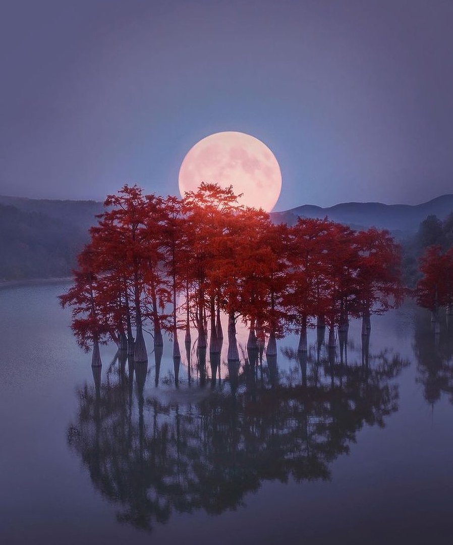 The beauty of the cypress trees and the full moon