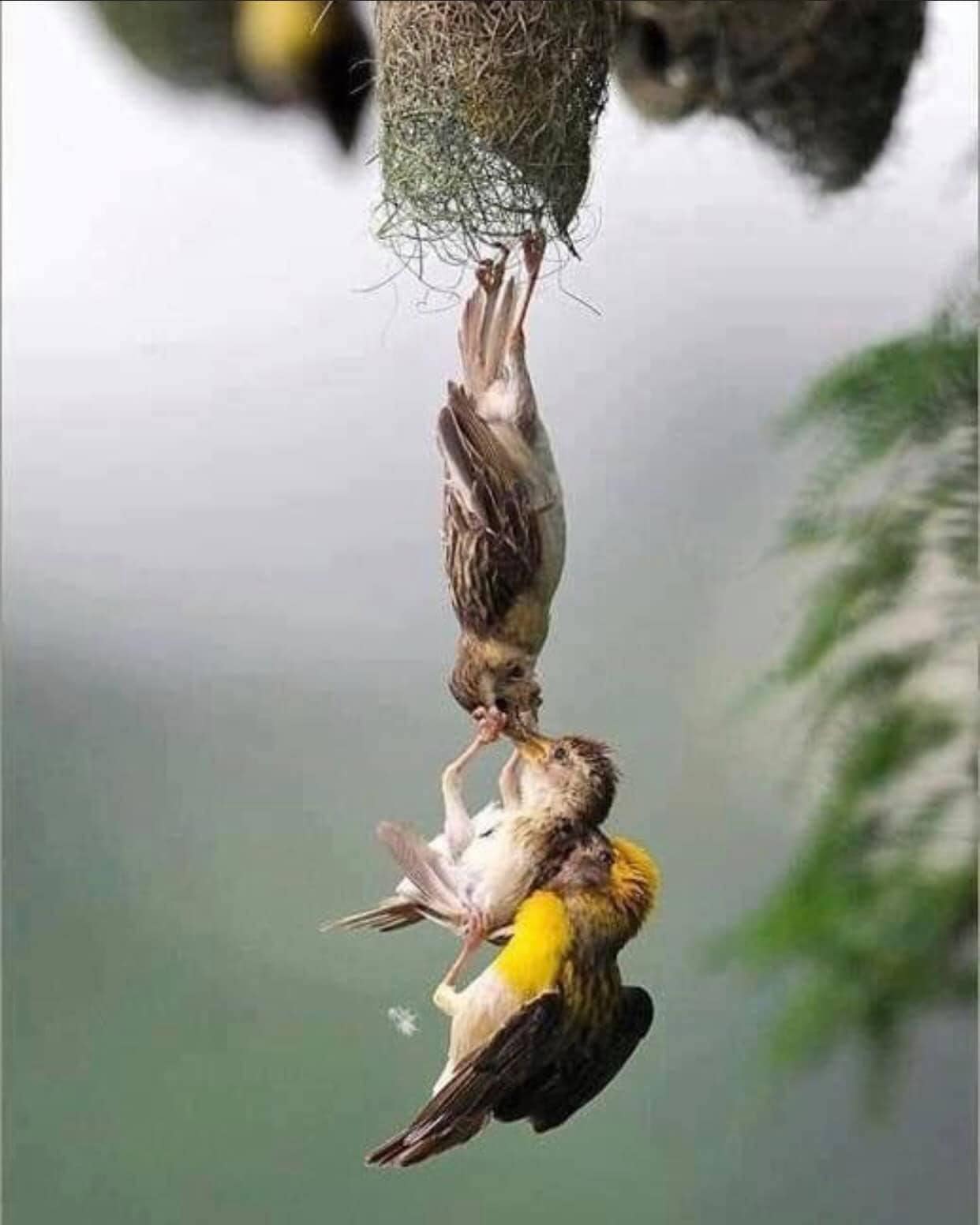 Two birds working hard to get their young back