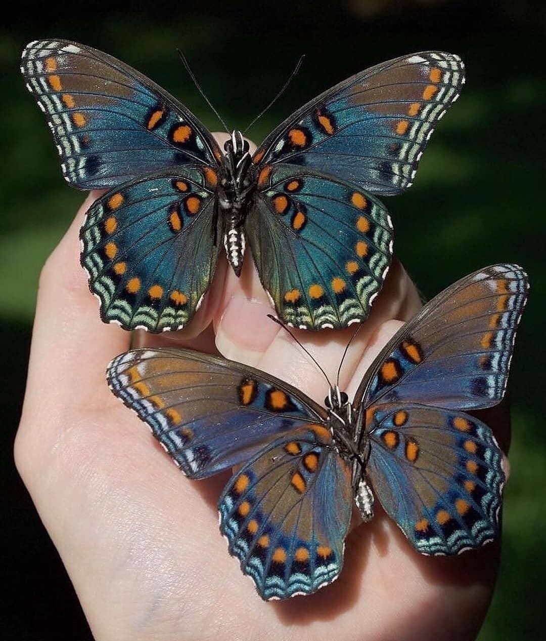 butterflies from Pismo, California