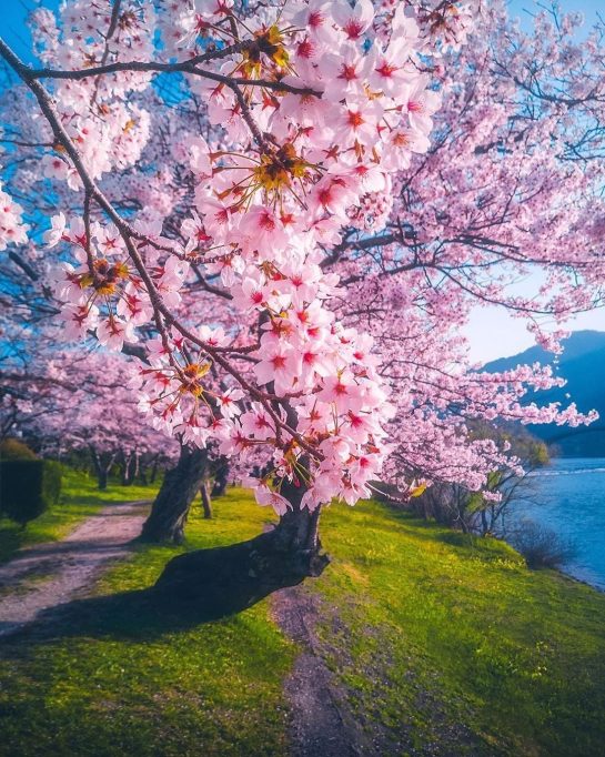 cherry trees in Kyoto, Japan
