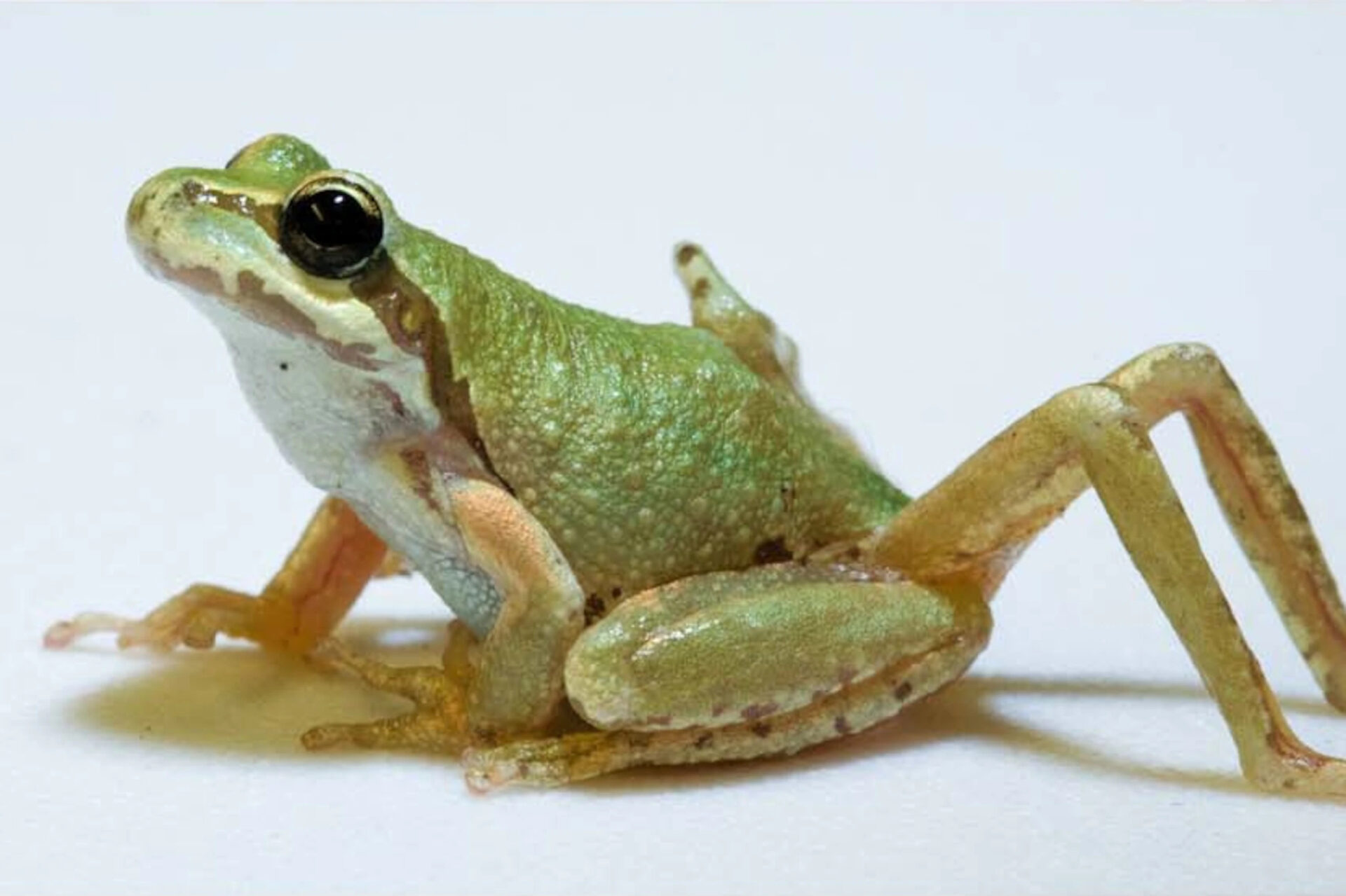 frog