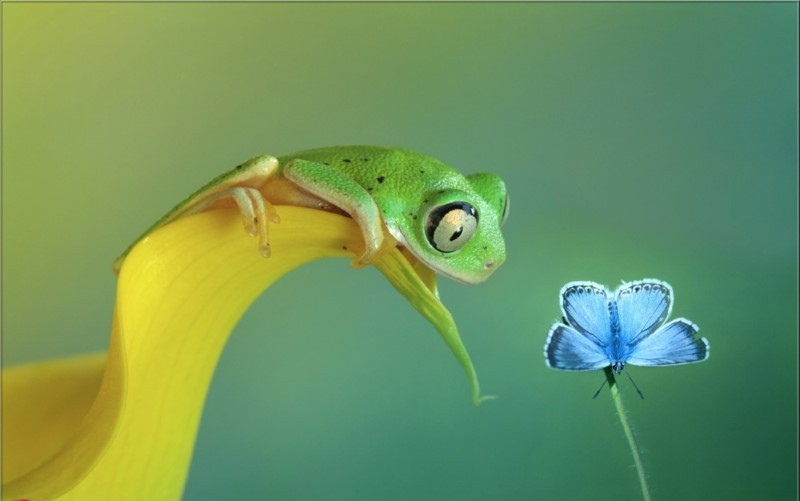 A frog wants to catch a butterfly