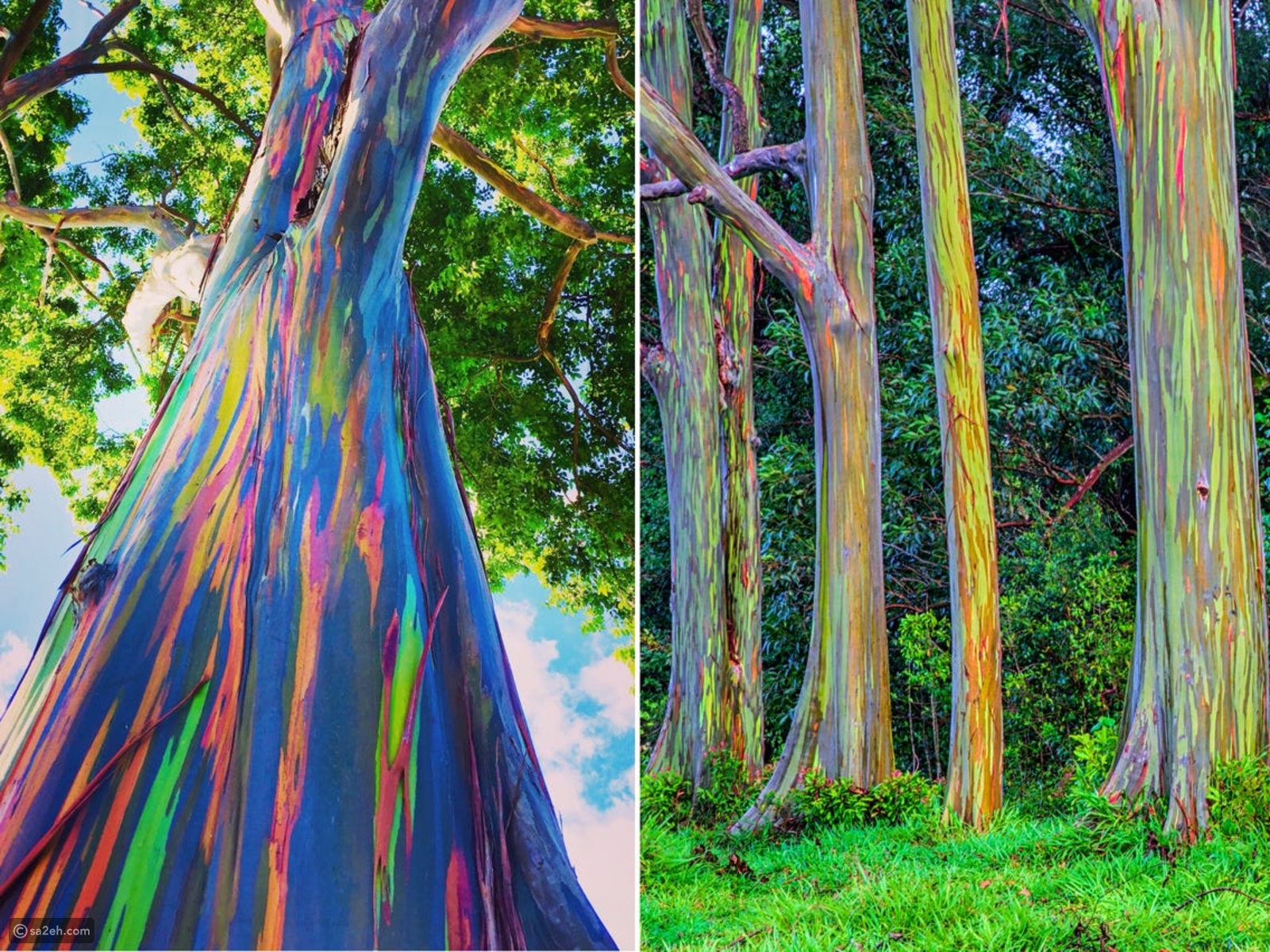Eucalyptus trees