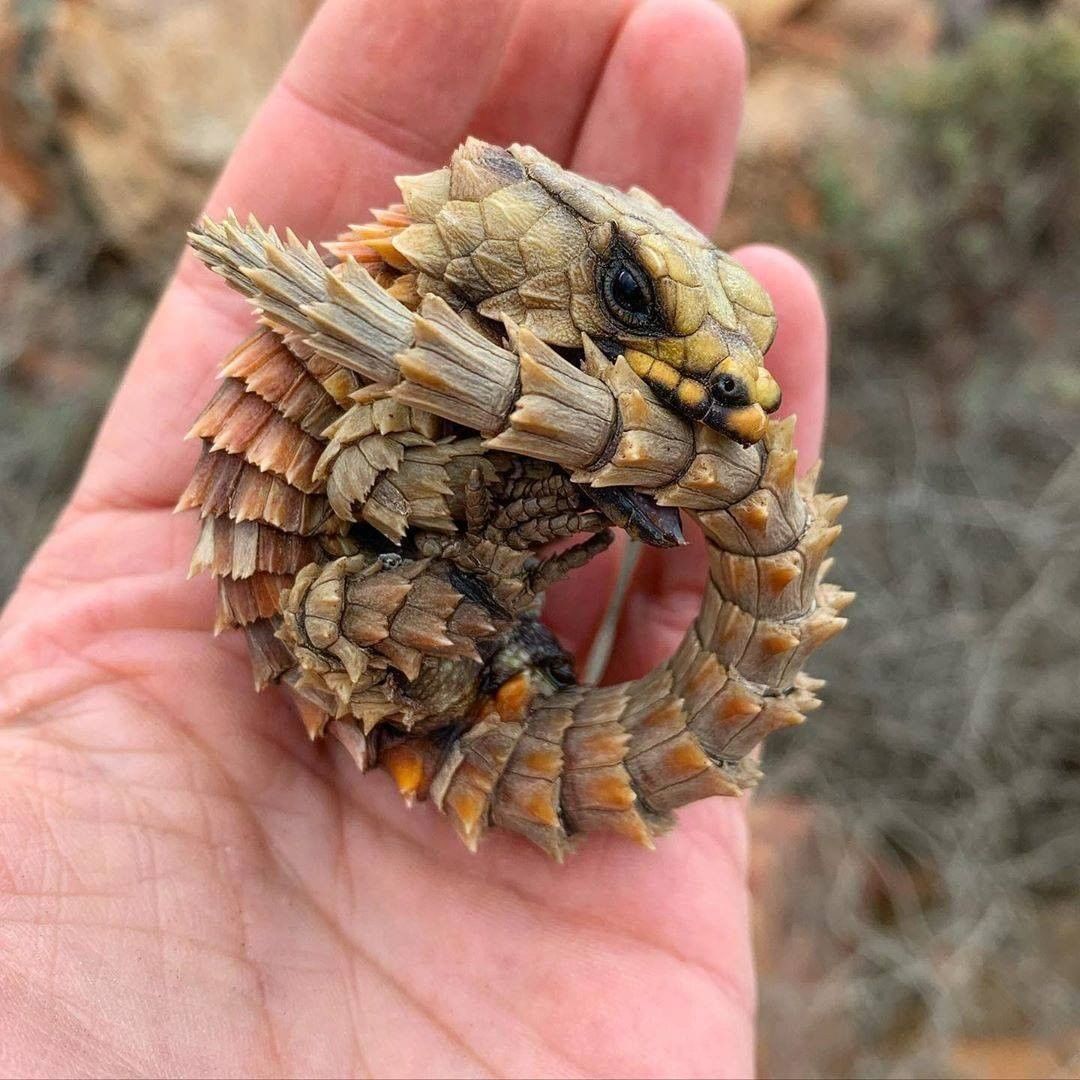 Ouroborus cataphractus