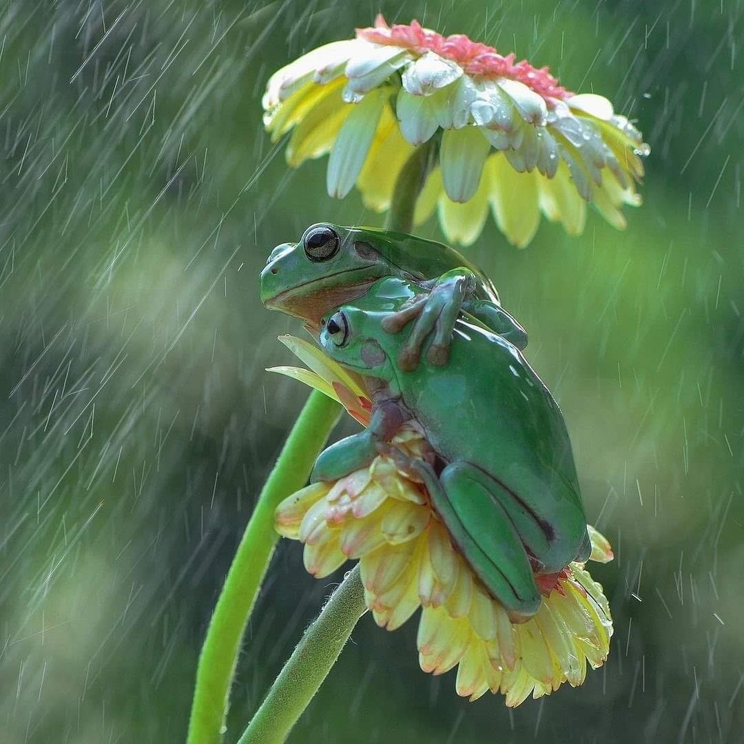 Shielded from rain