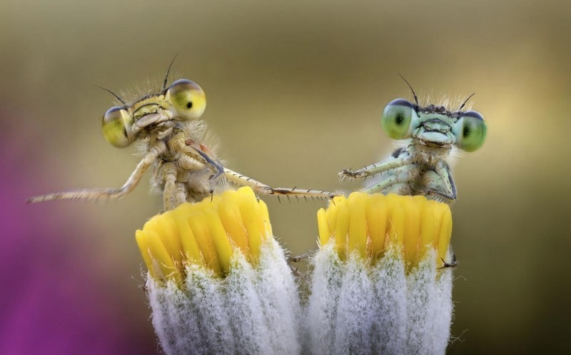 Twin Mantis