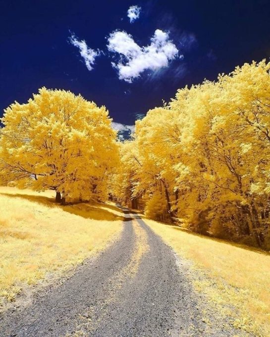 Yellow Autumn, Andover, Massachusetts, USA