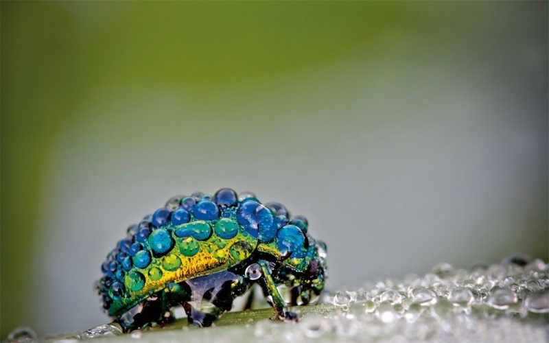colorful beetle