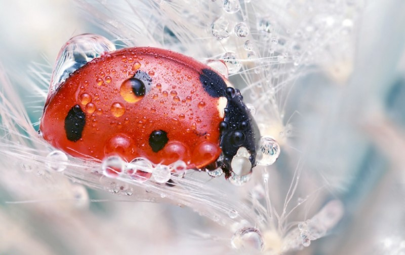 red lily beetle