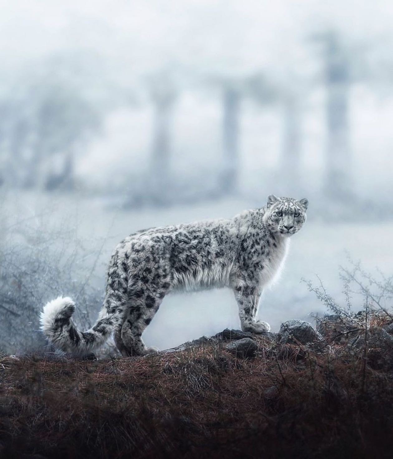 snow leopard