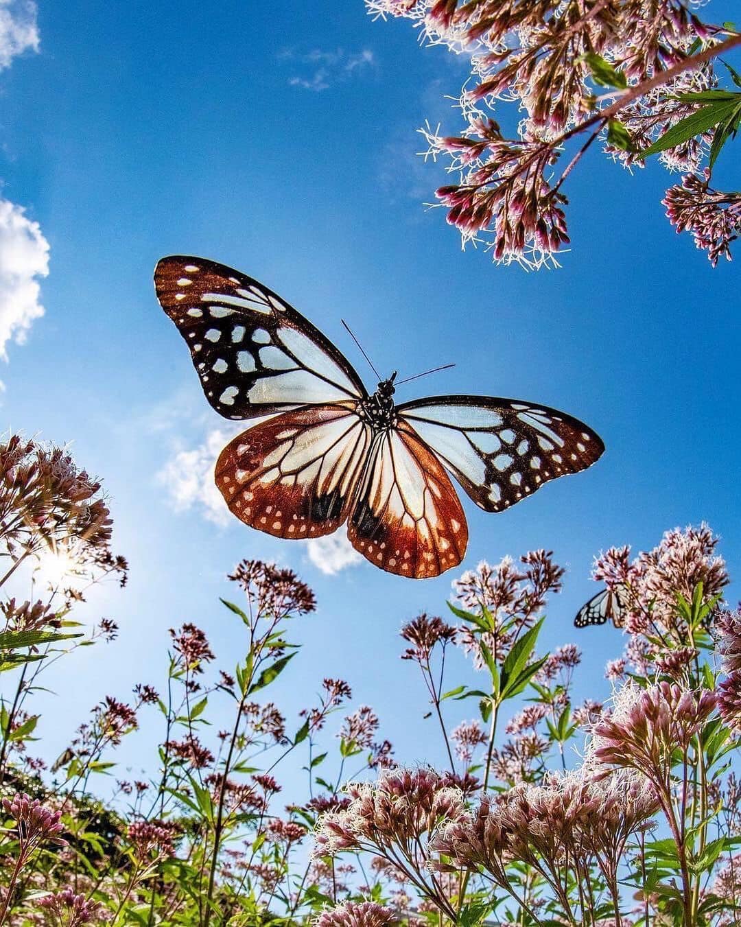 Butterflies are nature's angel, Osaka japan