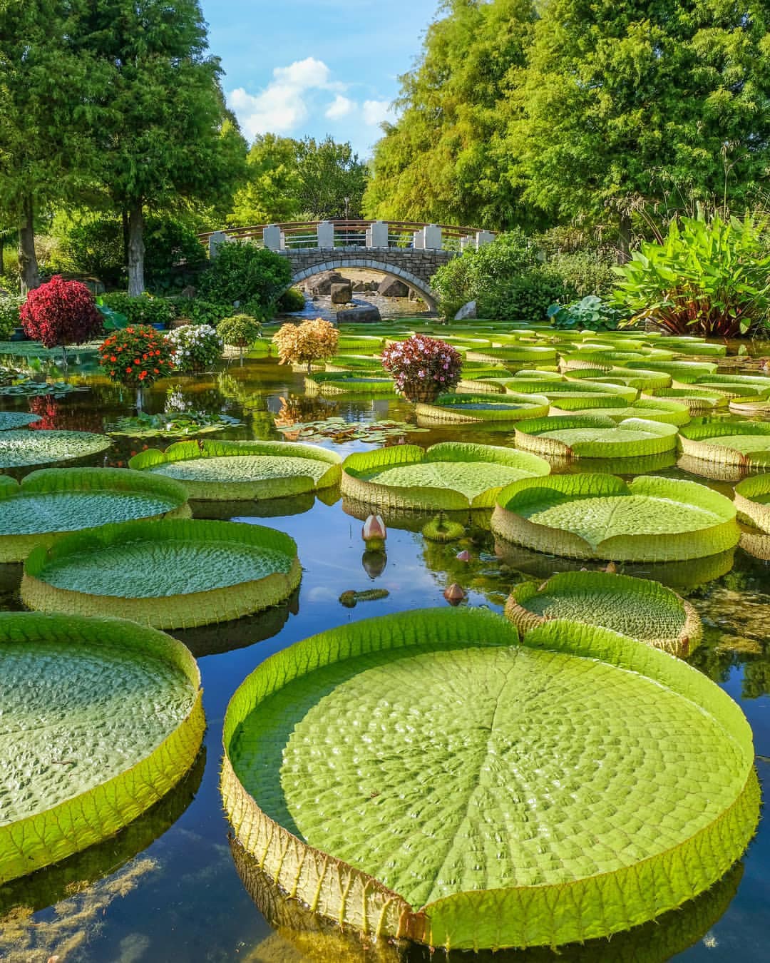 Frog pond in Kyoto, Japan