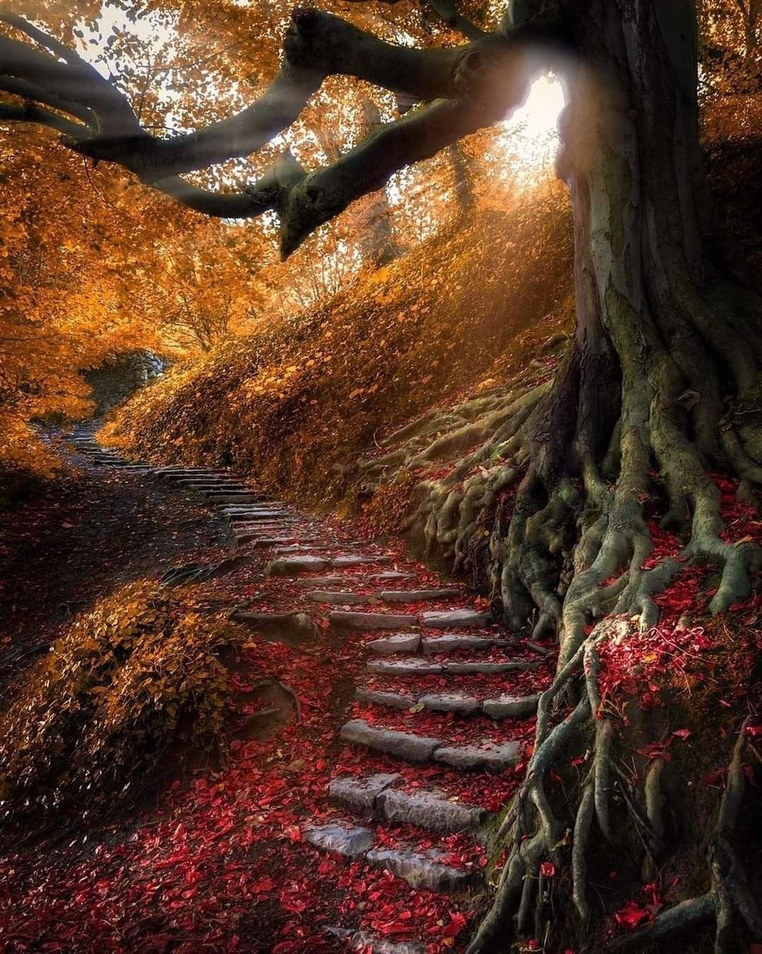 A nice trail in Ireland