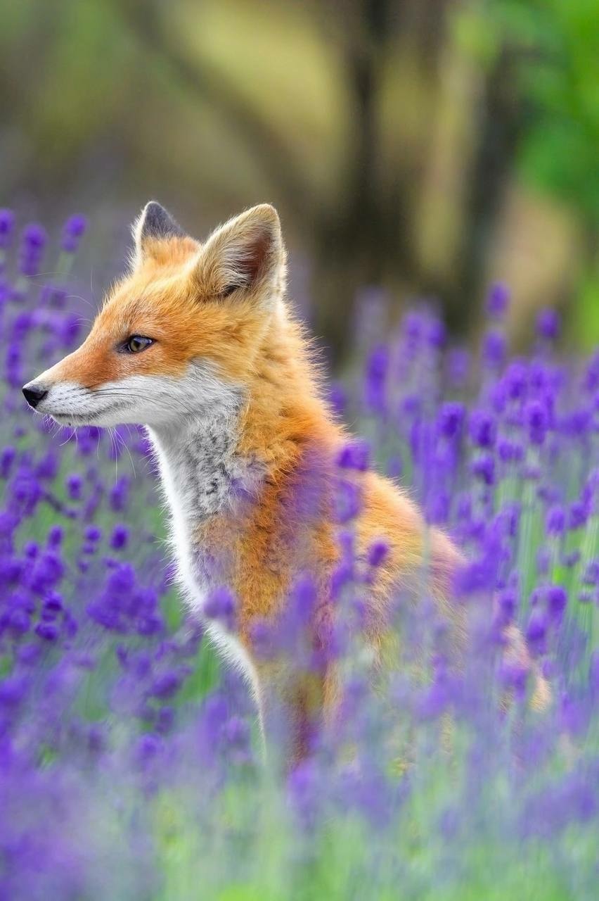 What a handsome chap